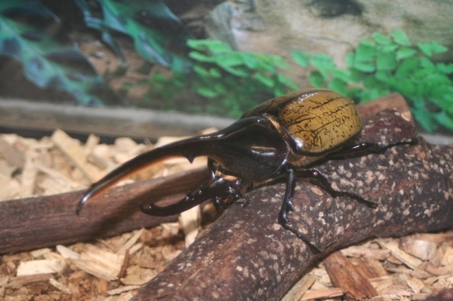 世界のカブト・クワガタ展